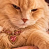cat, ginger_cat, long_hair, feline, portrait, close_up, royal, crown, jewelry, necklace, heart_pendant, cushion, plush, pink, luxurious, indoor, smartphone_screenshot, app_icons, serious_expression, whiskers