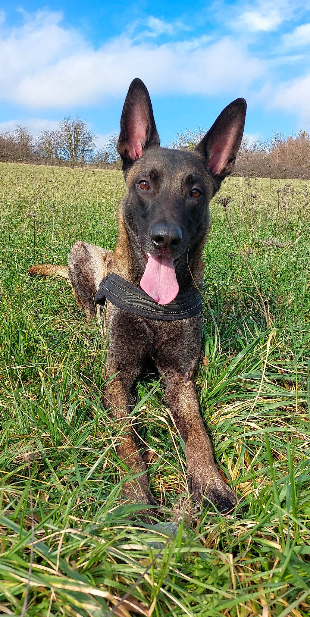 Iron a rejoint le concours — aidez-le/la à gagner de superbes lots ! canidae, carnivore, cloud, dog, dog_breed, fawn, grass, grassland, guard_dog, herding_dog, hunting_dog, mexican_hairless_dog, plant, prairie, sky, snout, sporting_group, terrestrial_animal, tree, working_dog