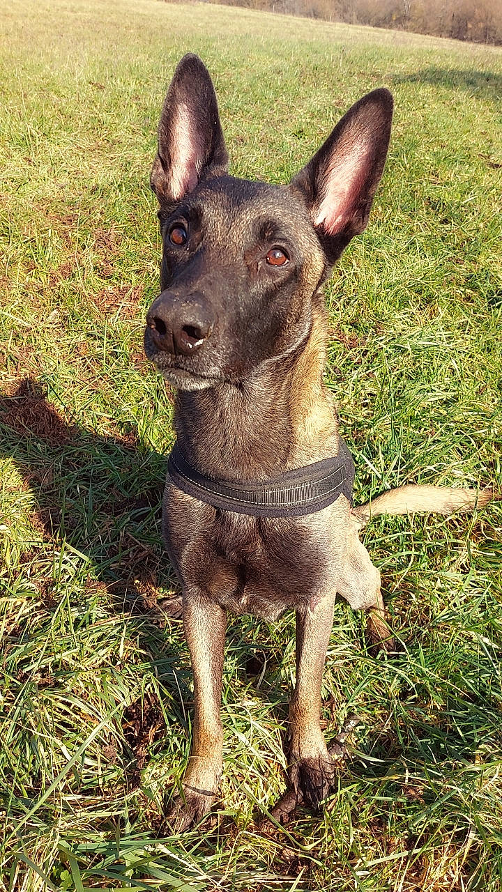 Iron a rejoint le concours — aidez-le/la à gagner de superbes lots ! canidae, carnivore, collar, companion_dog, dog, dog_breed, dog_collar, ear, fawn, grass, hunting_dog, liver, mexican_hairless_dog, snout, sporting_group, terrestrial_animal, terrestrial_plant, whiskers, working_animal, working_dog