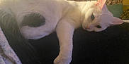 Prim joined the competition — help win amazing prizes! animal, black_spot, blanket, cat, cozy, curtain, cushion, domestic_cat, ear, feline, fur, indoor, paw, pet, resting, shelf, sleepy, tail, whiskers, white_cat