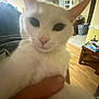 Prim is registered to the contest to win money with this photo: animal, blur, cat, close_up, domestic, ears, face, floor, furniture, hand, household_items, indoor, living_room, person_holding, pet, portrait, room, table, whiskers, white_cat