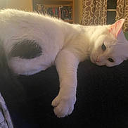 Prim is registered to the contest to win money with this photo: animal, black_patch, bookshelf, calm, cat, cozy, curtains, cute, domestic, fur, furniture, indoor, laying_down, paw, pet, relaxing, resting, sleepy, warm_light, white_cat