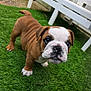 bulldog, puppy, dog, grass, outdoor, pet, animal, white_bench, green_grass, curious, wrinkles, cute, young, fur, paws, playful, close_up, looking_at_camera, background, footwear