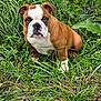 bulldog, puppy, dog, grass, outdoor, animal, pet, brown, white, cute, nature, young, fur, face, ears, sitting, green, leaf, plant, closeup