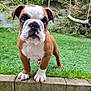 bulldog, puppy, dog, grass, garden, outdoor, pet, canine, young, animal, playground, swing, curious, front_paw, fur, close_up, nature, adorable, cute, portrait