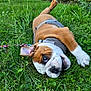 dog, puppy, bulldog, grass, outdoor, greenery, pet, harness, playful, lying_down, closeup, nature, young, animal, cute, garden, daylight, ears, nose, eyes