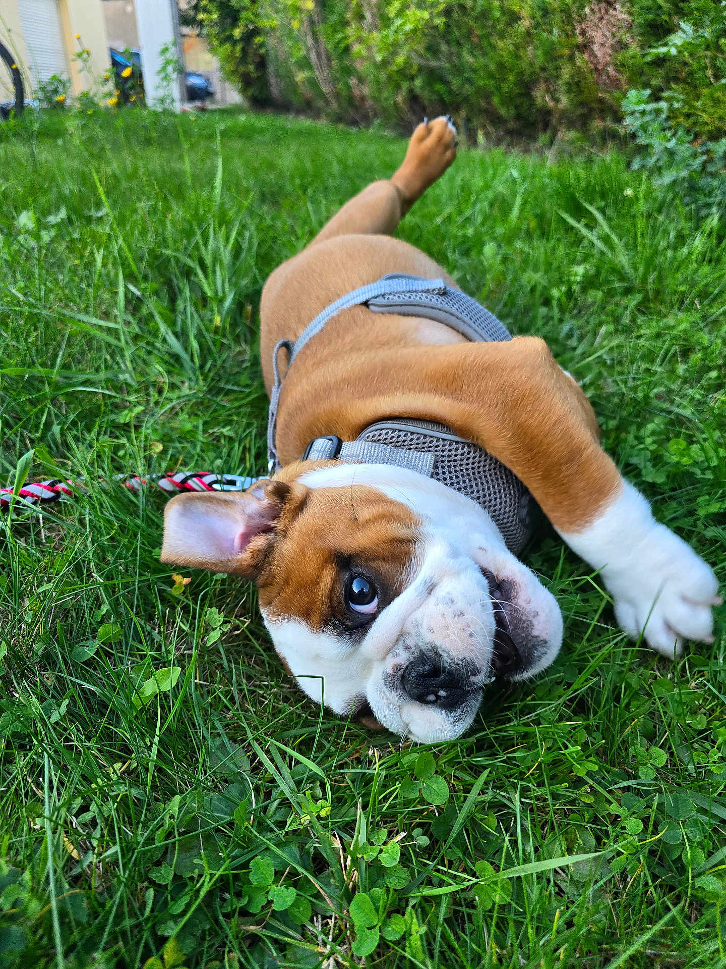 Aribo a rejoint le concours — aidez-le/la à gagner de superbes lots ! dog, puppy, bulldog, grass, outdoor, greenery, pet, harness, playful, lying_down, closeup, nature, young, animal, cute, garden, daylight, ears, nose, eyes