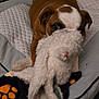 dog, puppy, stuffed_toy, bed, blanket, brown, white, playful, pet, animal, indoor, cute, fur, toy, resting, cozy, looking, ears, nose, paws