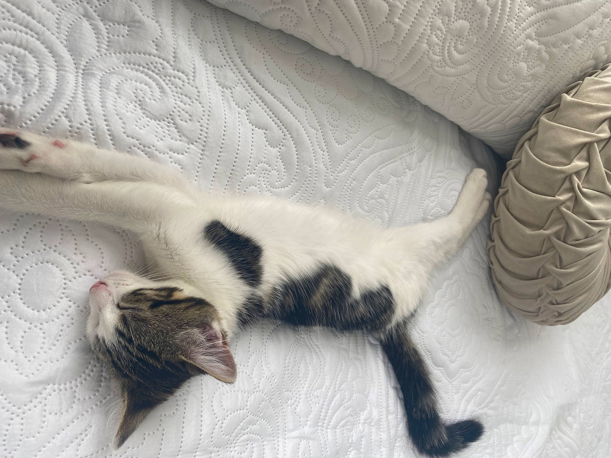 Pebbles joined the competition — help win amazing prizes! bedding, carnivore, cat, comfort, domestic_short_haired_cat, felidae, flooring, fur, grey, hardwood, linens, paw, room, small_to_medium_sized_cats, snout, tail, terrestrial_animal, textile, whiskers, wood