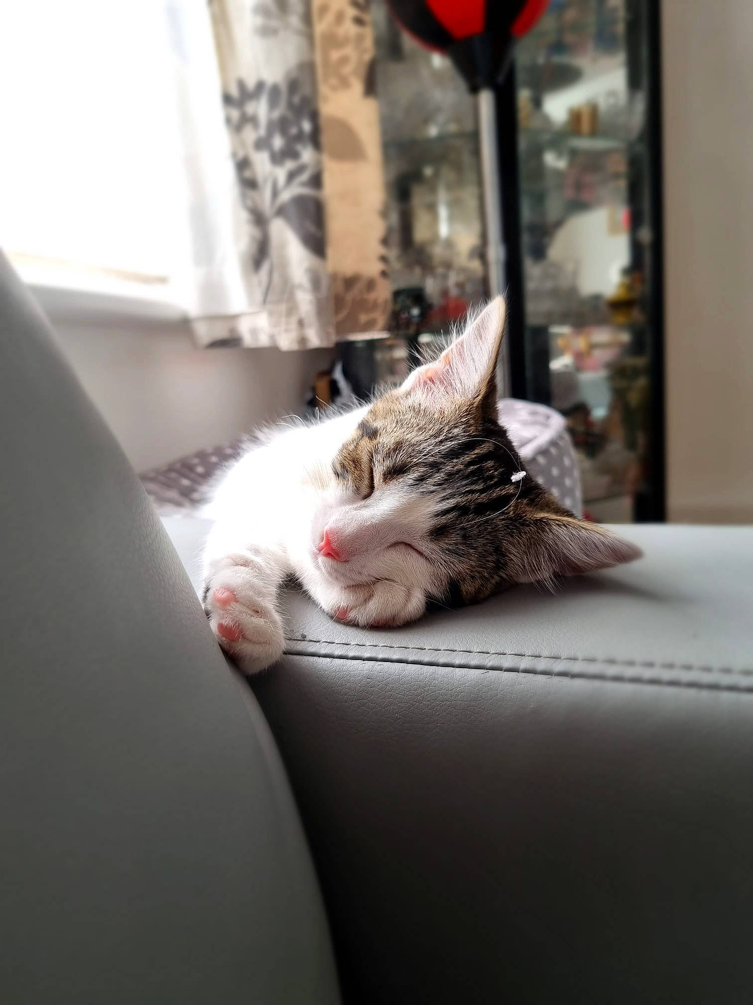 Pebbles is registered to the contest to win money with this photo: carnivore, cat, comfort, couch, curtain, domestic_short_haired_cat, felidae, flooring, fur, grey, human_leg, interior_design, linens, monochrome_photography, room, sitting, small_to_medium_sized_cats, whiskers, window, wood