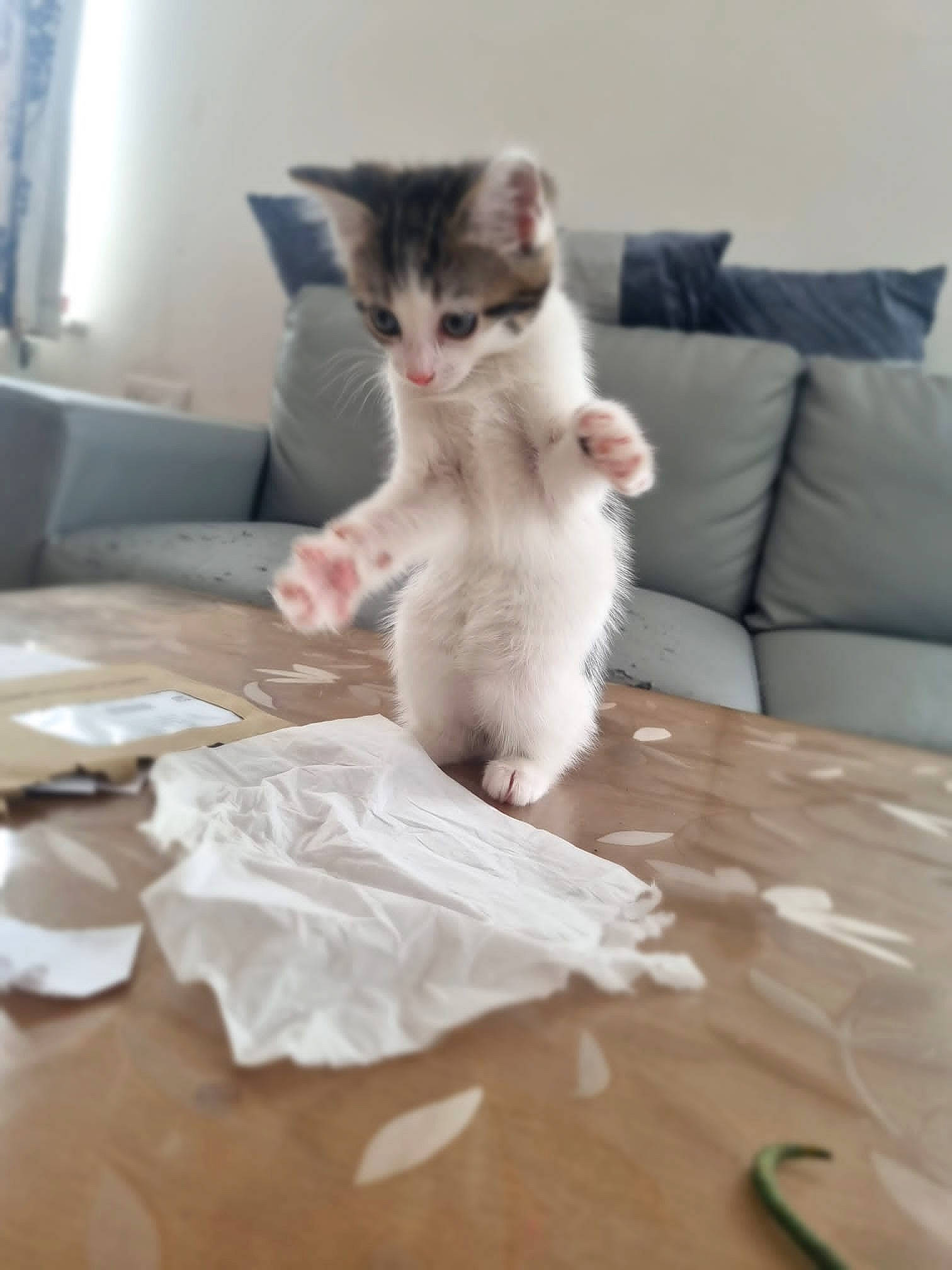 Pebbles is registered to the contest to win money with this photo: carnivore, cat, comfort, couch, curtain, domestic_short_haired_cat, fawn, felidae, floor, flooring, fur, hardwood, paw, sitting, small_to_medium_sized_cats, snout, table, tail, whiskers, wood