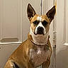 Buster joined the competition — help win amazing prizes! dog, canine, tan_and_white, sitting, portrait, indoors, doorway, door, collar, pet, short_hair, upright_ears, white_chest, brown_fur, black_nose, alert, serious_expression, home, floor, photography