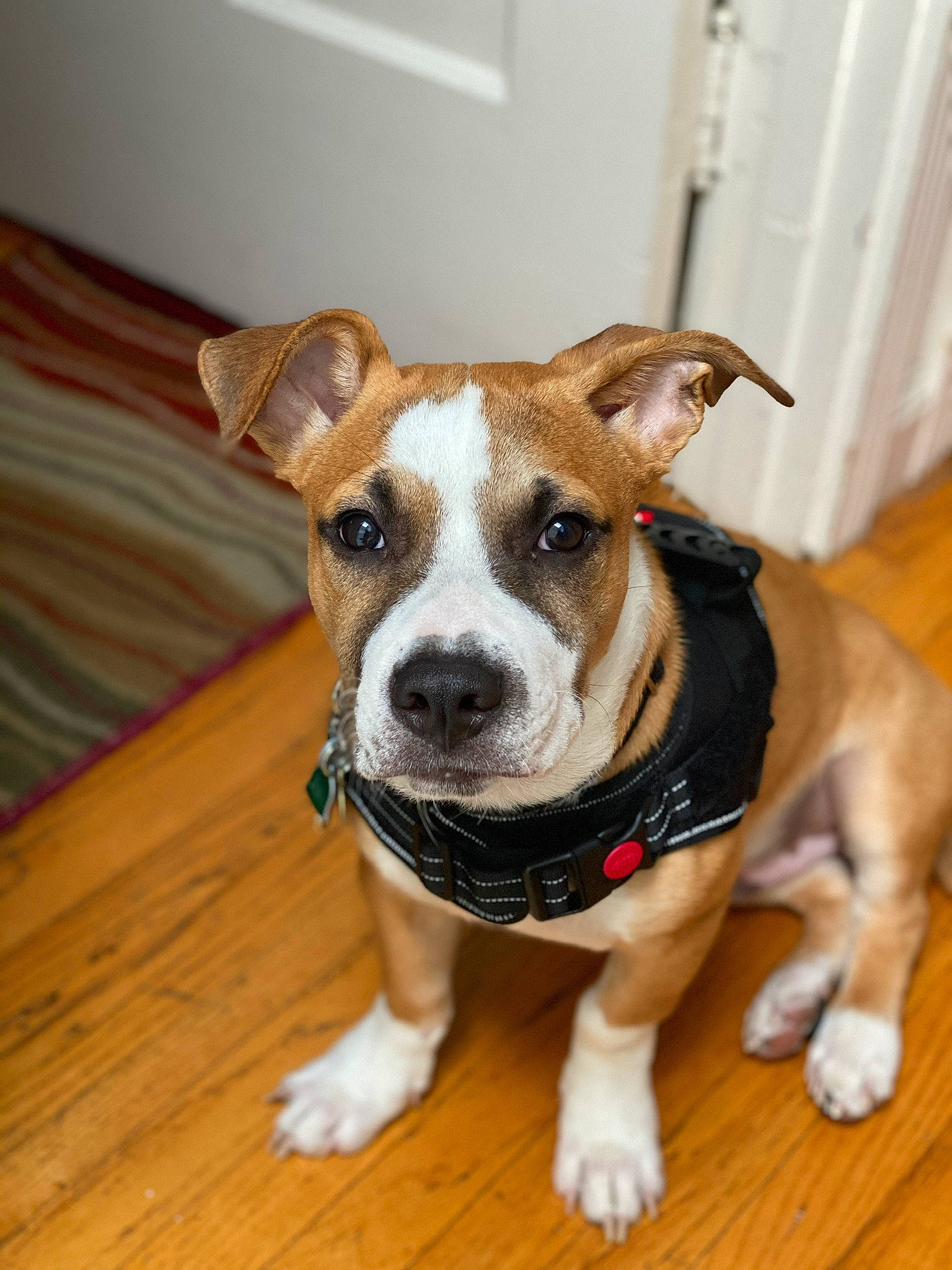 Buster