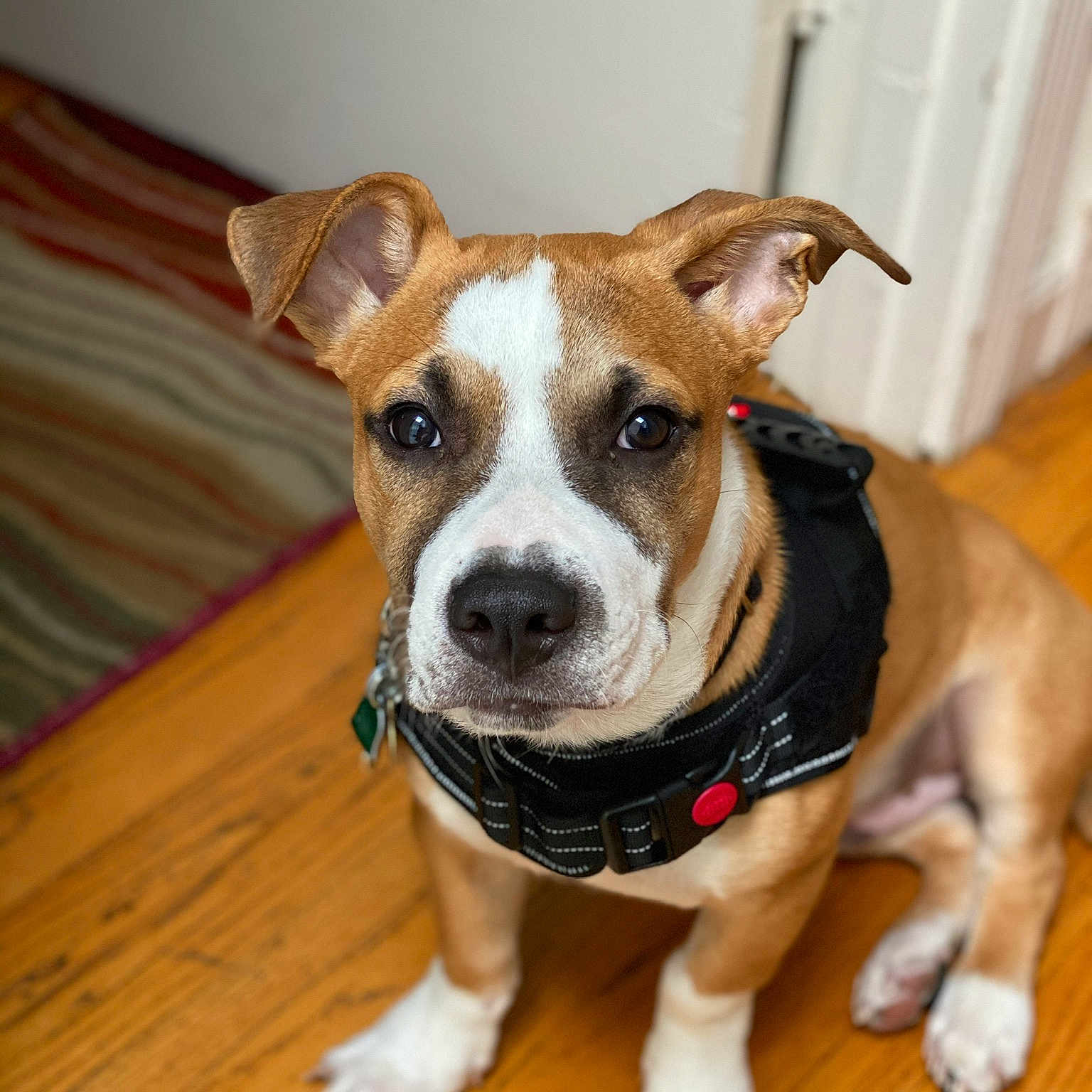 Buster