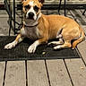 Buster is registered to the contest to win money with this photo: dog, pet, tan_and_white, short_hair, pointed_ears, lying_down, outdoor, patio, doorstep, chair, railing, mat, wooden_floor, tile_floor, collar, leash, portrait, front_facing, alert, relaxed