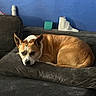 dog, pet, canine, tan_and_white, sleepy, lying_down, curled_up, couch, sofa, indoor, living_room, blue_wall, brown_fur, white_fur, pointed_ears, black_nose, animal_portrait, relaxed, home, tissue_roll