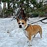 dog, canine, snow, winter, outdoors, forest, evergreen_trees, leash, collar, standing, alert, brown_and_white, short_hair, portrait, animal, pet, nature, snowy_ground, adventure, daylight