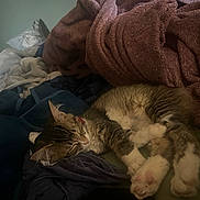 Leah is registered to the contest to win money with this photo: cat, sleeping, blanket, bed, cozy, fur, paw, indoor, resting, tabby, striped, cute, animal, pet, relaxation, soft, warm, comfort, fur_pattern, domestic_cat