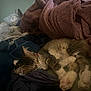 cat, sleeping, blanket, bed, cozy, fur, paw, indoor, resting, tabby, striped, cute, animal, pet, relaxation, soft, warm, comfort, fur_pattern, domestic_cat