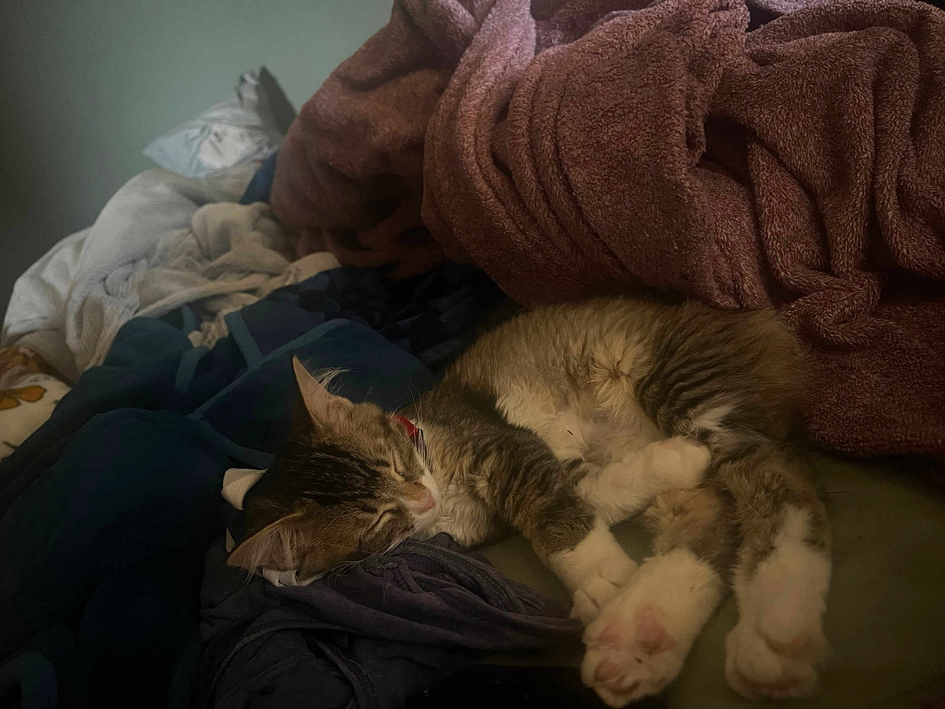 Leah is registered to the contest to win money with this photo: cat, sleeping, blanket, bed, cozy, fur, paw, indoor, resting, tabby, striped, cute, animal, pet, relaxation, soft, warm, comfort, fur_pattern, domestic_cat