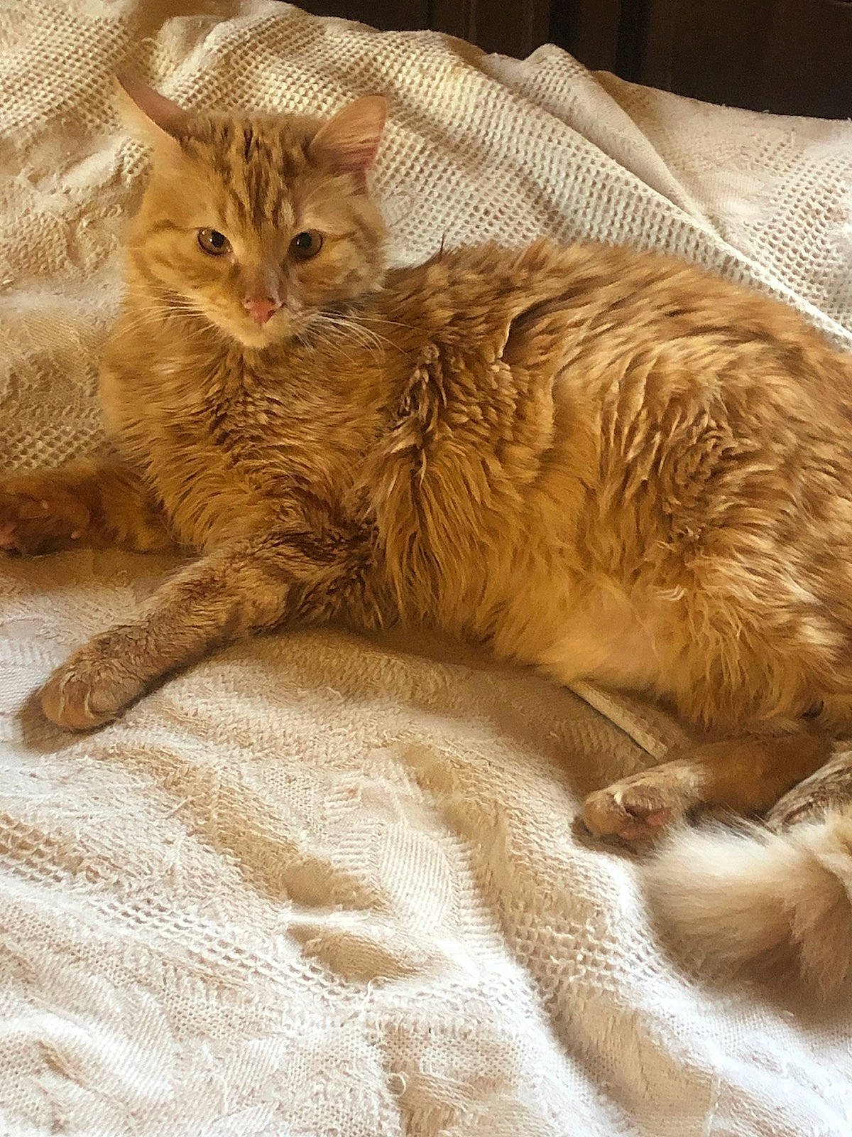 Samson participe au concours pour gagner de l'argent avec cette photo : bed, carnivore, cat, claw, comfort, domestic_short_haired_cat, duvet, fawn, felidae, fur, linens, nap, paw, small_to_medium_sized_cats, snout, tail, terrestrial_animal, whiskers, wildlife, wood