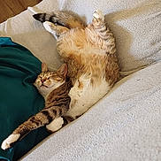 Stella a rejoint le concours — aidez-le/la à gagner de superbes lots ! animal, blanket, cat, comfort, couch, cozy, ears, feline, fur, indoor, paw, pet, pillow, relaxed, sleeping, stretching, tabby, tail, texture, whiskers