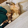 animal, blanket, cat, comfort, couch, cozy, ears, feline, fur, indoor, paw, pet, pillow, relaxed, sleeping, stretching, tabby, tail, texture, whiskers