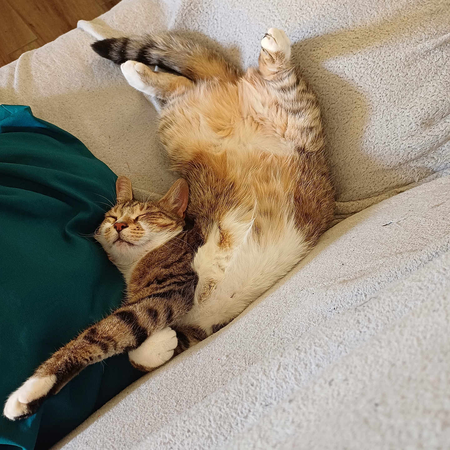 Stella a rejoint le concours — aidez-le/la à gagner de superbes lots ! animal, blanket, cat, comfort, couch, cozy, ears, feline, fur, indoor, paw, pet, pillow, relaxed, sleeping, stretching, tabby, tail, texture, whiskers