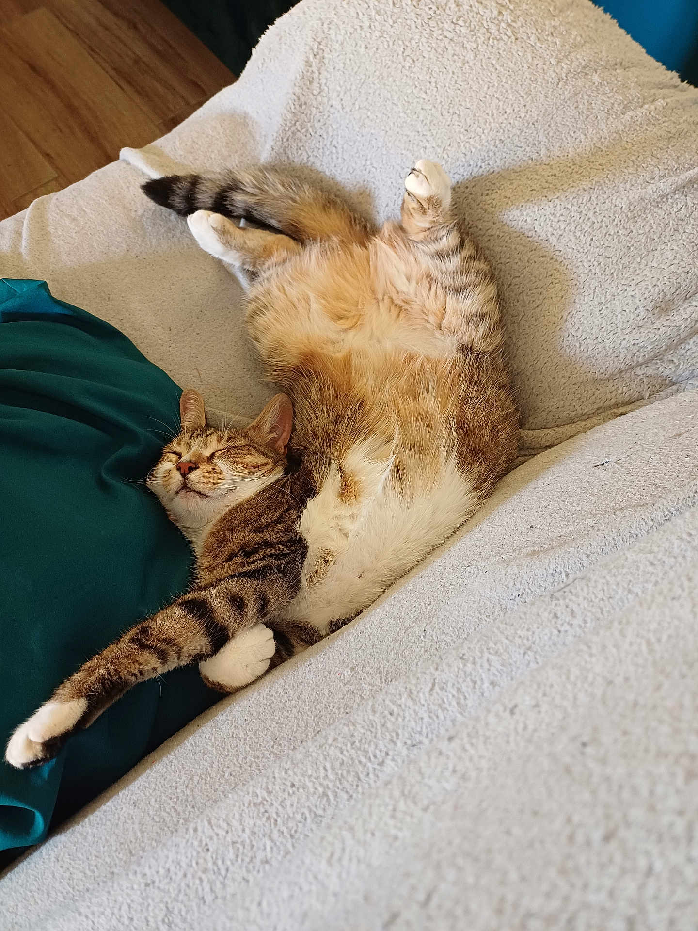 Stella