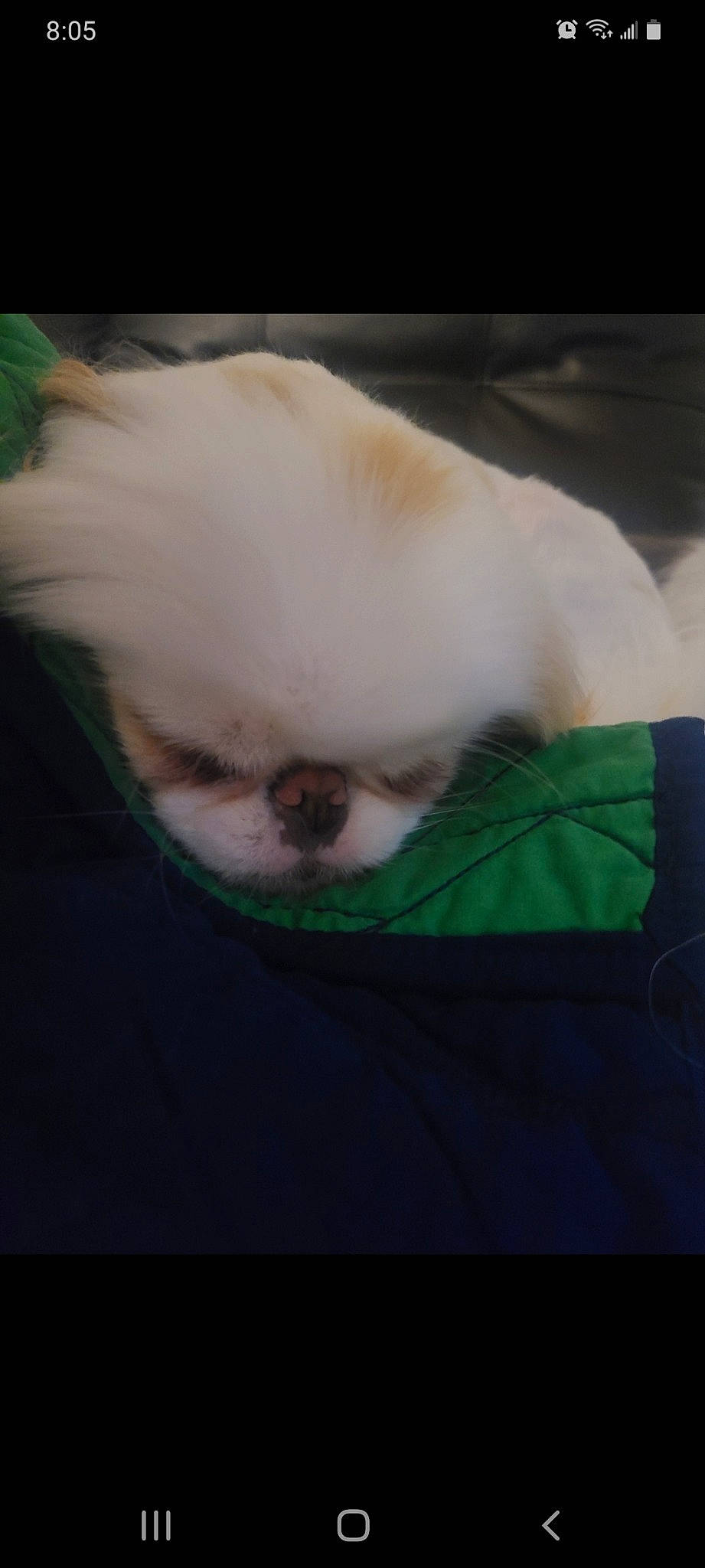 Toby joined the competition — help win amazing prizes! canidae, carnivore, chinese_imperial_dog, companion_dog, dog, dog_breed, eye, fur, japanese_chin, mammal, nose, pekingese, pomeranian, puppy, shih_tzu, skin, snout, sporting_group, toy_dog, vertebrate