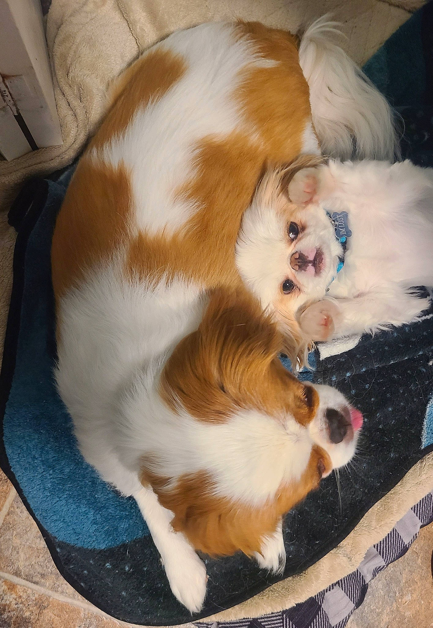 Toby joined the competition — help win amazing prizes! canidae, carnivore, cat, cavalier_king_charles_spaniel, companion_dog, dog, dog_breed, ear, fawn, felidae, fur, kooikerhondje, mammal, puppy, small_to_medium_sized_cats, sporting_group, tail, whiskers