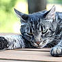 cat, tabby_cat, paw, wooden_deck, outdoor, relaxed, close_up, feline, pet, animal, sleepy, green_background, whiskers, fur, stretching, nature, daylight, focus, calm, resting