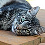 cat, tabby_cat, green_eyes, whiskers, close_up, wooden_surface, relaxed, lying_down, pet, animal, feline, fur, outdoor, nature, resting, sleepy, portrait, soft_light, calm, peaceful