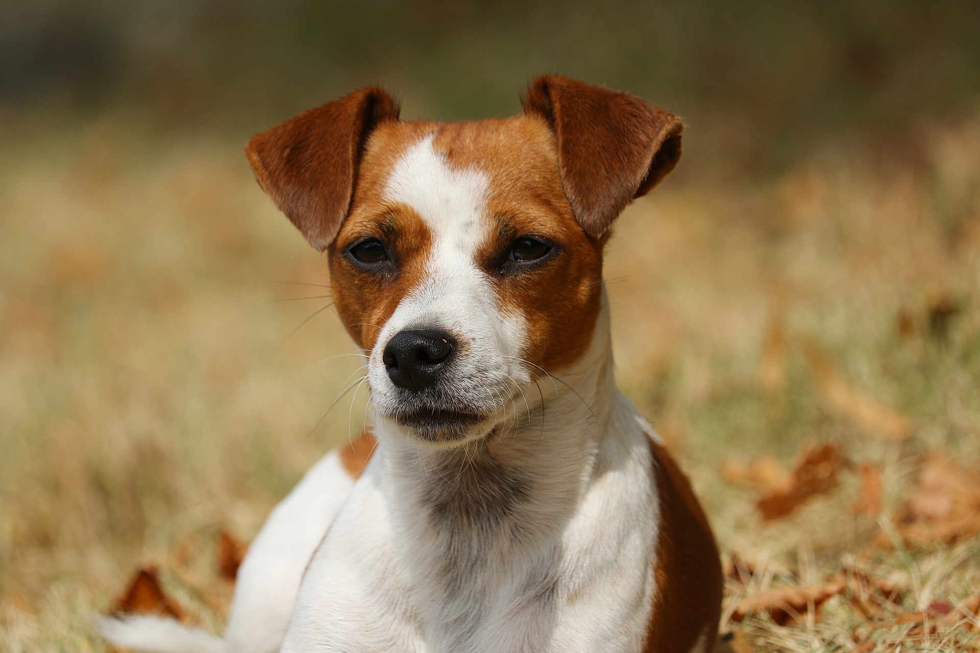 Uria a rejoint le concours — aidez-le/la à gagner de superbes lots ! dog, brown, white, close_up, portrait, outdoor, grass, animal, pet, ears, face, fur, nature, calm, leaf, fall, daylight, muzzle, canine, background_blur
