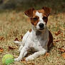 Uria a rejoint le concours — aidez-le/la à gagner de superbes lots ! dog, tennis_ball, grass, autumn_leaves, brown_and_white, pet, canine, outdoor, animal, laying_down, nature, playful, close_up, daylight, focused, calm, ears, snout, fur, eyes
