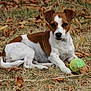 Uria a rejoint le concours — aidez-le/la à gagner de superbes lots ! dog, tennis_ball, grass, outdoor, brown_and_white, pet, animal, leaf, autumn, nature, playful, resting, canine, fur, closeup, ground, laying_down, cute, domestic_animal, summer