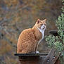 cat, orange_cat, white_cat, animal, feline, sitting, wooden_platform, outdoor, nature, greenery, autumn, leafless_trees, calm, wildlife, pet, fur, whiskers, focused, mammal, cute