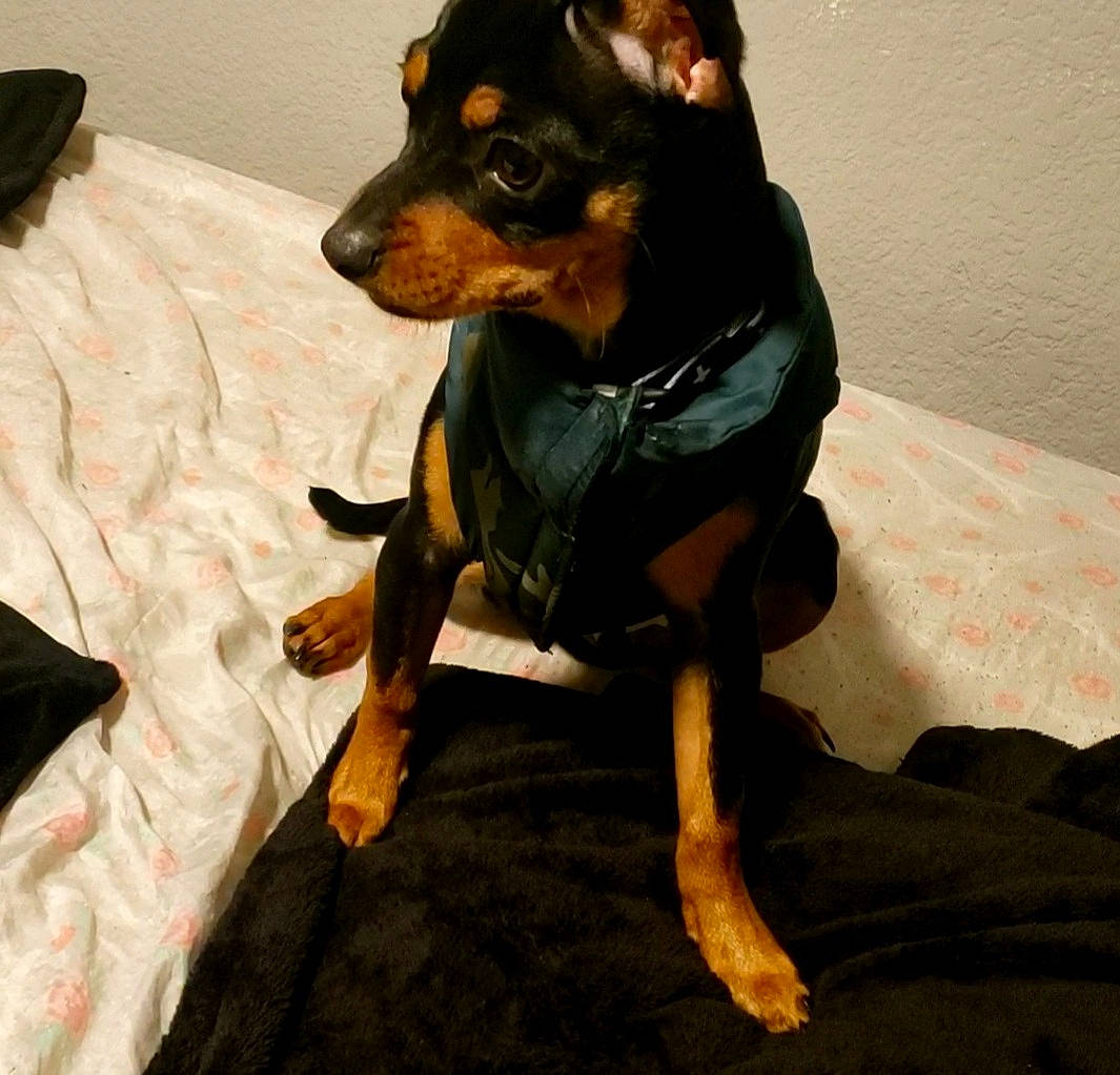 Draco is registered to the contest to win money with this photo: canidae, carnivore, comfort, companion_dog, dog, dog_breed, dog_supply, fawn, fur, guard_dog, hunting_dog, paw, pinscher, prazsky_krysarik, snout, sporting_group, terrestrial_animal, toy_dog, working_animal, working_dog