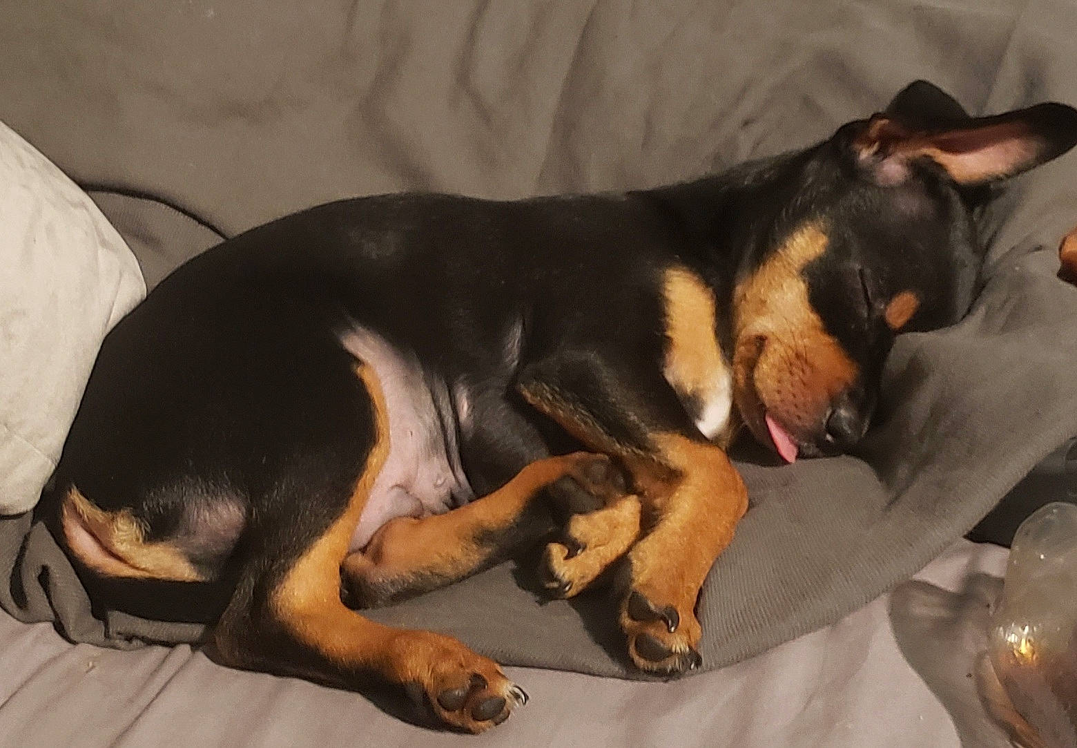 Draco joined the competition — help win amazing prizes! canidae, carnivore, comfort, companion_dog, couch, dog, dog_breed, guard_dog, hound, paw, pinscher, prazsky_krysarik, sporting_group, toy_dog, working_animal, working_dog