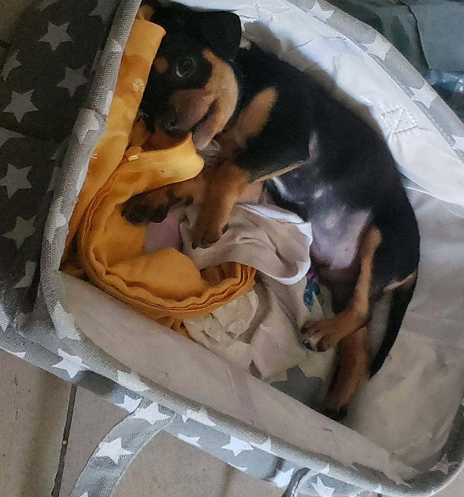 Draco joined the competition — help win amazing prizes! automotive_exterior, canidae, carnivore, comfort, companion_dog, dog, dog_bed, dog_breed, dog_supply, fawn, felidae, guard_dog, linens, pattern, pet_supply, pinscher, puppy, sporting_group, toy_dog, vehicle_door