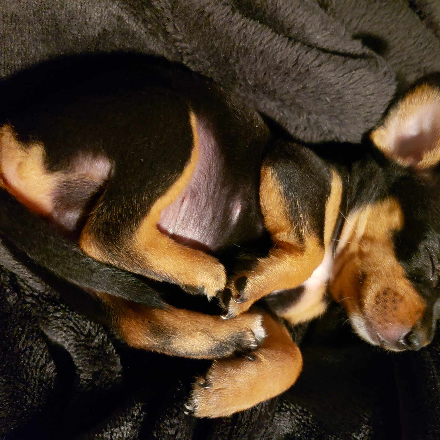 Draco