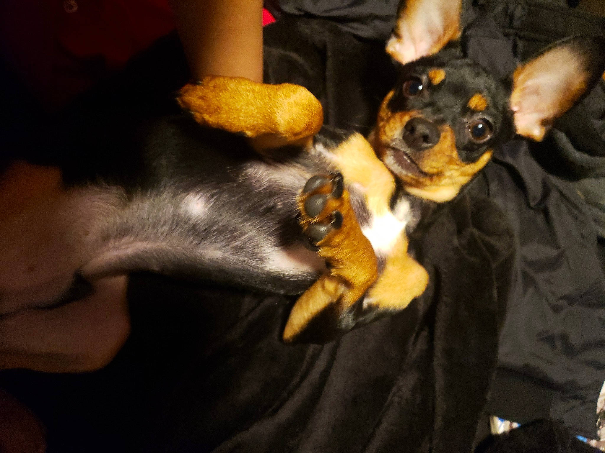 Draco is registered to the contest to win money with this photo: carnivore, chihuahua, comfort, companion_dog, dog, dog_breed, ear, fawn, fur, guard_dog, nail, paw, pinscher, prazsky_krysarik, russkiy_toy, snout, sporting_group, toy_dog, whiskers, working_animal