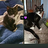 Miss Buddy is registered to the contest to win money with this photo: animal, bed, black_and_white, blanket, cat, chair, curtains, cute, domestic_animal, eyes, fur, furniture, indoor, kitchen_counter, kitten, pet, resting, sitting, tuxedo_cat, whiskers