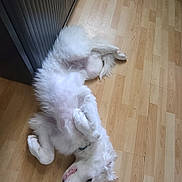 Roxy a rejoint le concours — aidez-le/la à gagner de superbes lots ! dog, white, fluffy, lying_down, floor, wooden_floor, radiator, indoor, pet, relaxed, playful, collar, canine, fur, paw, animal, domestic_animal, resting, home, cute