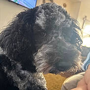 Frank joined the competition — help win amazing prizes! animal, black, canine, close_up, companion, couch, curious, curly_hair, decor, dog, domestic, furniture, furry, gray, home, indoor, living_room, pet, portrait, television
