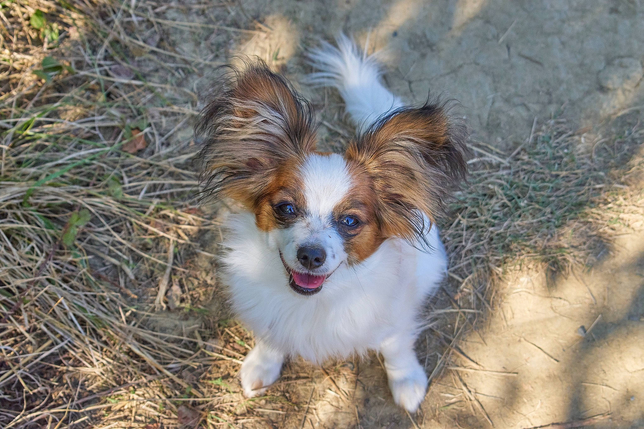 Unni a rejoint le concours — aidez-le/la à gagner de superbes lots ! canidae, carnivore, companion_dog, dog, dog_breed, fawn, fur, grass, papillon, plant, puppy, snout, soil, tail, terrestrial_animal, toy_dog, whiskers, wildlife