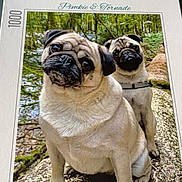 Pimkie Et Tornade participe au concours pour gagner de l'argent avec cette photo : pug, dog, forest, outdoor, moss, nature, animal, pet, portrait, two_dogs, curious, head_tilt, close_up, muzzle, whiskers, fur, puzzle_box, background, greenery, woodland