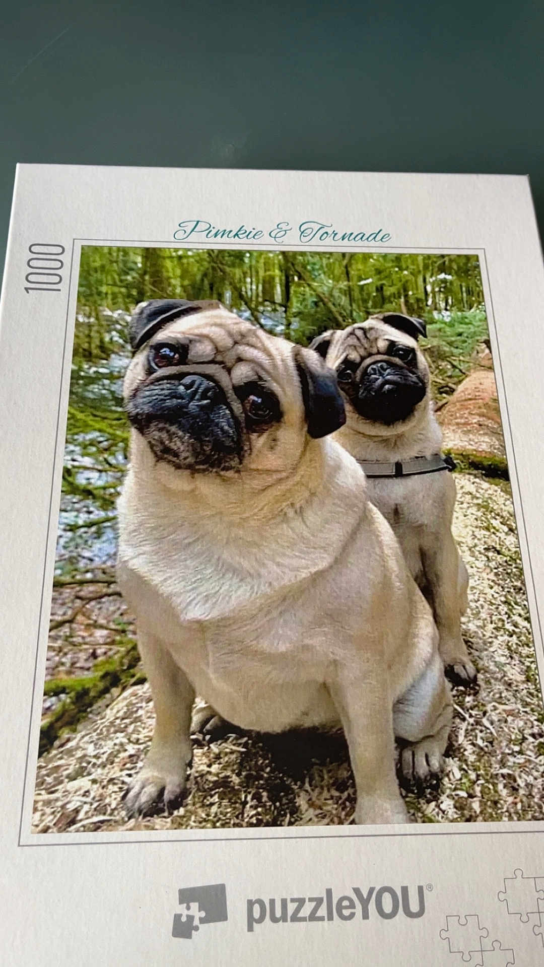 Pimkie Et Tornade participe au concours pour gagner de l'argent avec cette photo : pug, dog, forest, outdoor, moss, nature, animal, pet, portrait, two_dogs, curious, head_tilt, close_up, muzzle, whiskers, fur, puzzle_box, background, greenery, woodland