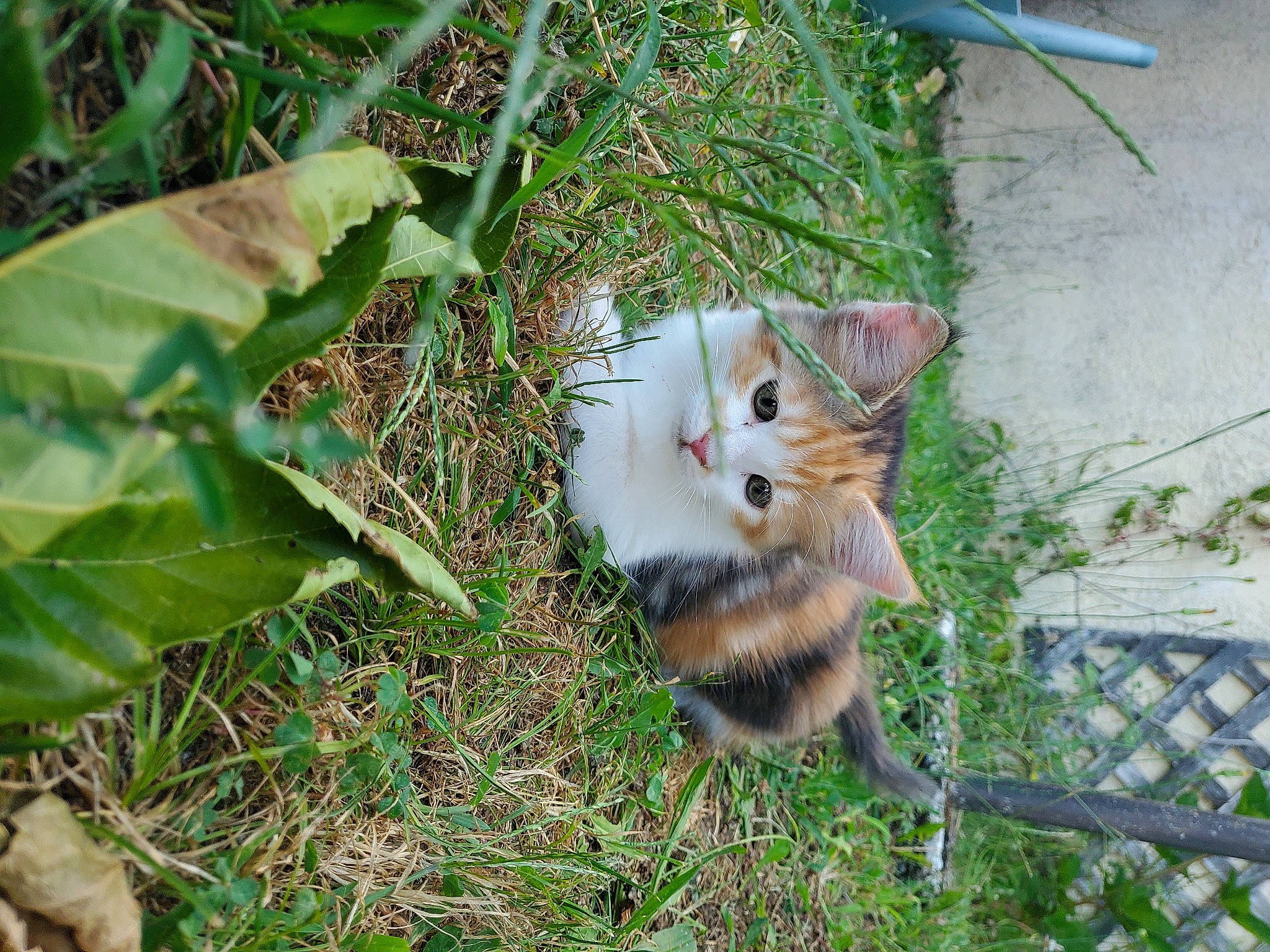 Chamallow a rejoint le concours — aidez-le/la à gagner de superbes lots ! annual_plant, carnivore, cat, domestic_short_haired_cat, fawn, felidae, flowering_plant, flowerpot, fur, grass, groundcover, herb, herbaceous_plant, paw, plant, small_to_medium_sized_cats, snout, tail, terrestrial_animal, whiskers