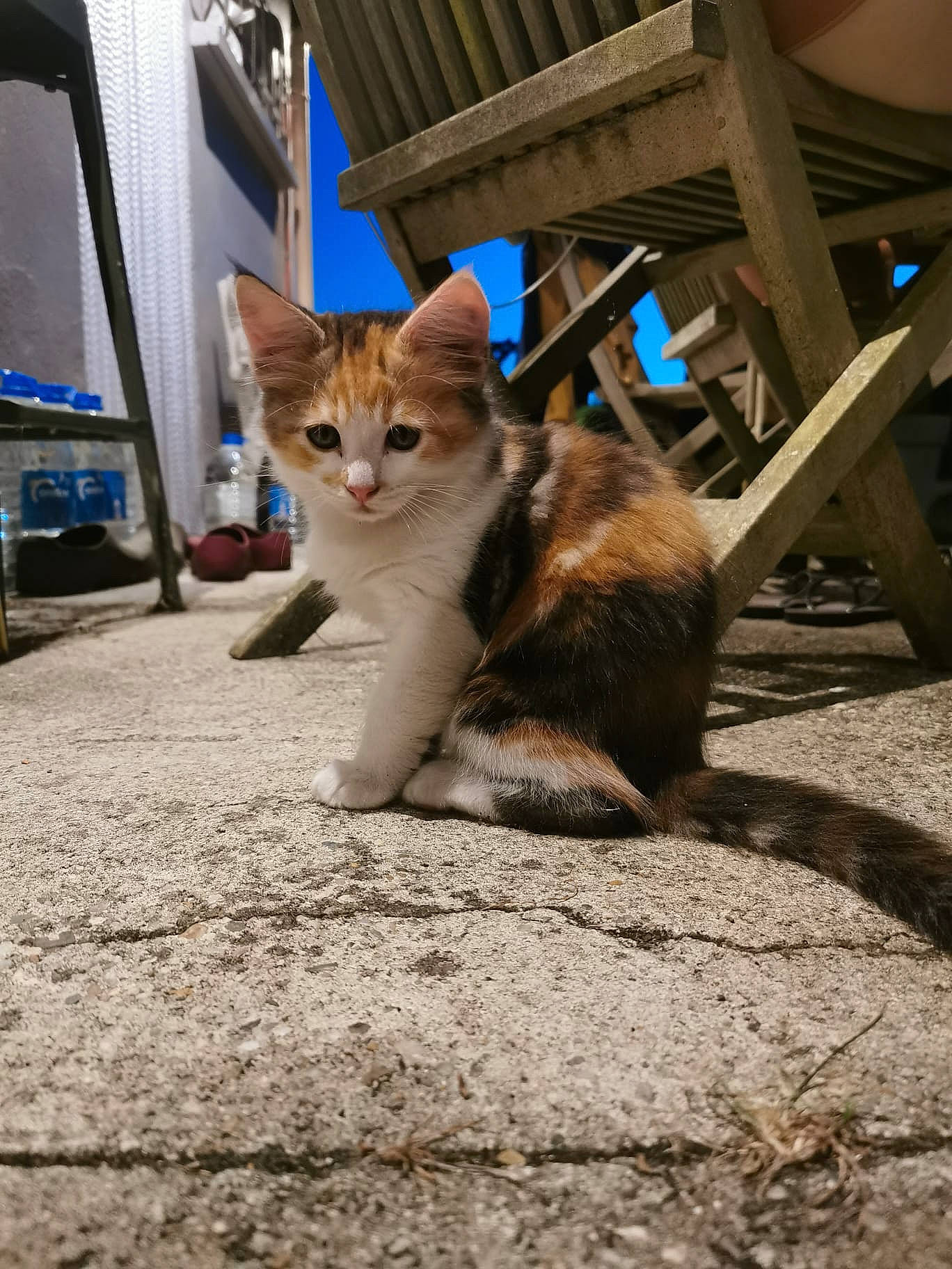 Chamallow participe au concours pour gagner de l'argent avec cette photo : carnivore, cat, domestic_short_haired_cat, fawn, felidae, fur, road, road_surface, sand, shadow, sitting, small_to_medium_sized_cats, snout, street, tail, terrestrial_animal, tree, whiskers, wildlife, wood